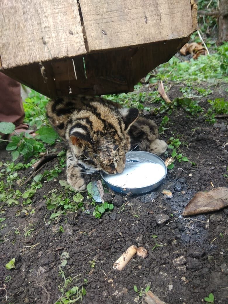 Wild cat caught in Janauti Paladi