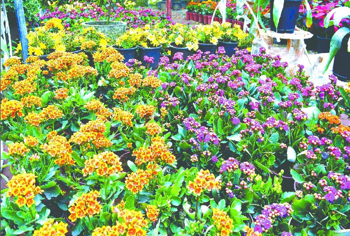 trees and plants improve condition of planets defects of the horoscope will go away Know what is recognition