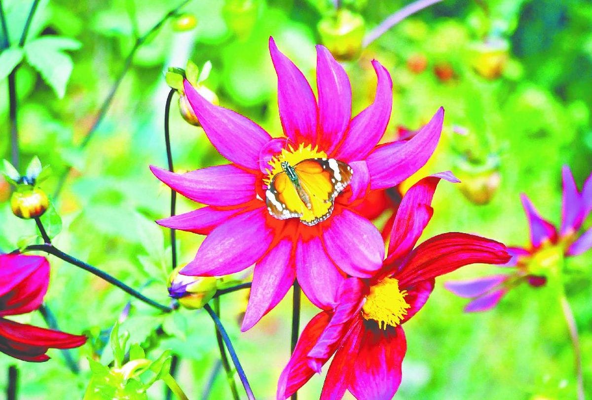   Now butterflies will tell the condition of air and water in the capital