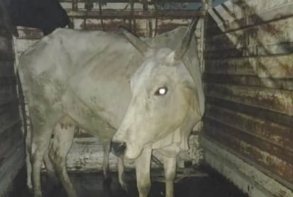 police found 12 govansh in tractor-trolly in kakori