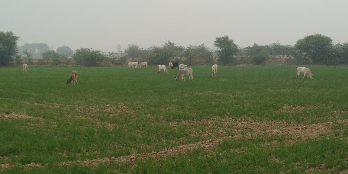 Anna animals harvest five bigha crop