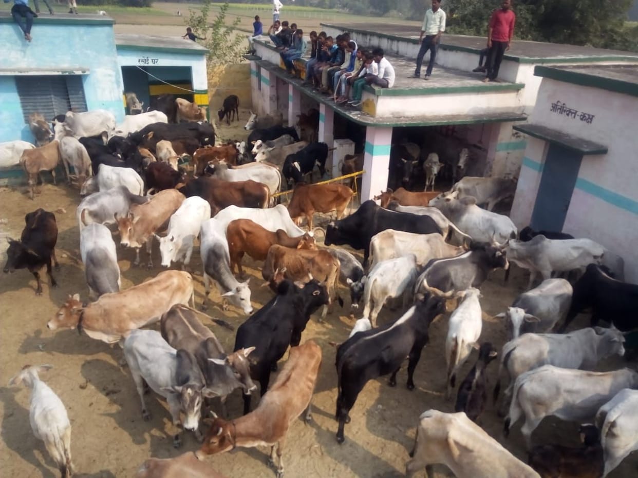 Villagers closed cattle in primary school