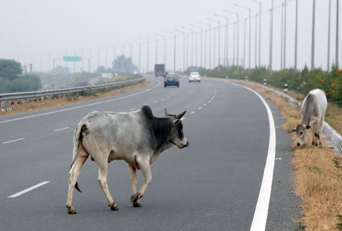 commissioner gave strict instructions to officials over stray animals problem