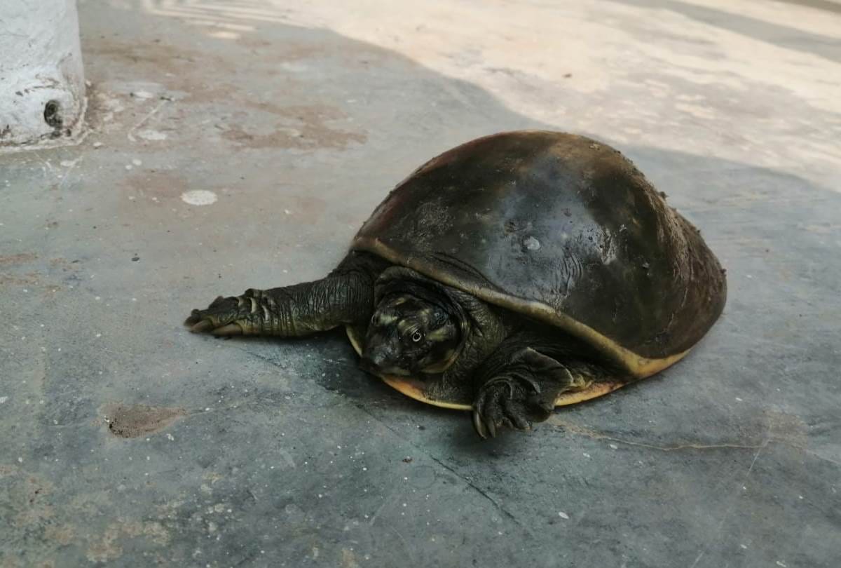 Trafficking of turtles revealed under potato sacks