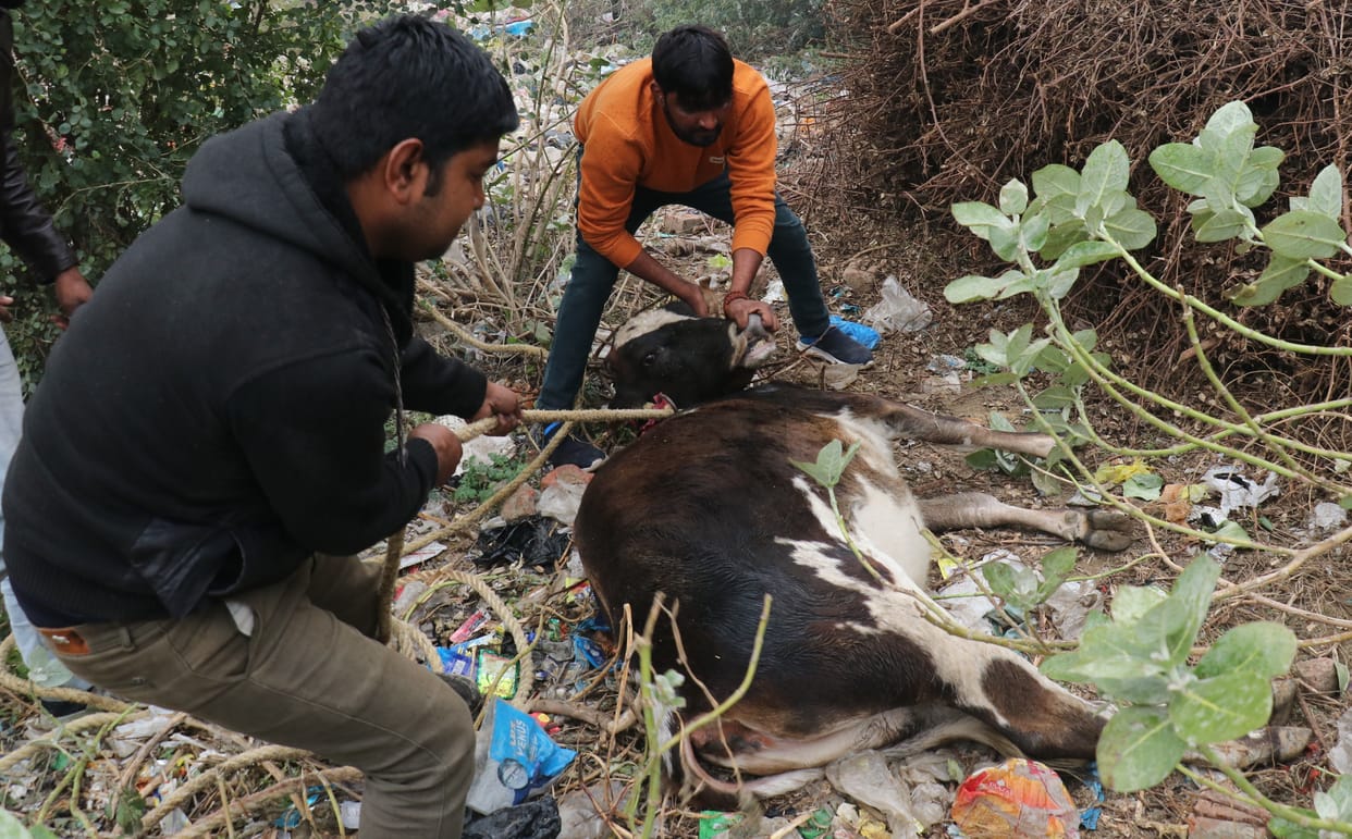 cow, attack, two injured
