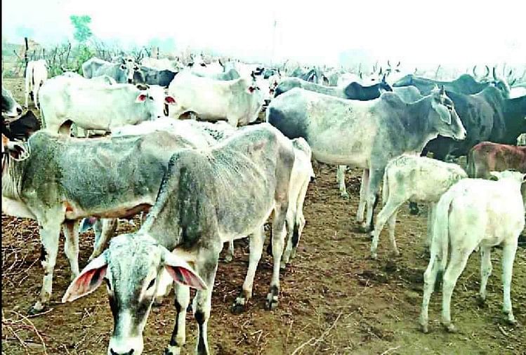 युवक को गोवंशों ने दौड़ाया: भागते हुए एचटी लाइन के खंभे में लगे सपोर्ट तार से टकराया, आ रहा था करंट; हो गई मौत