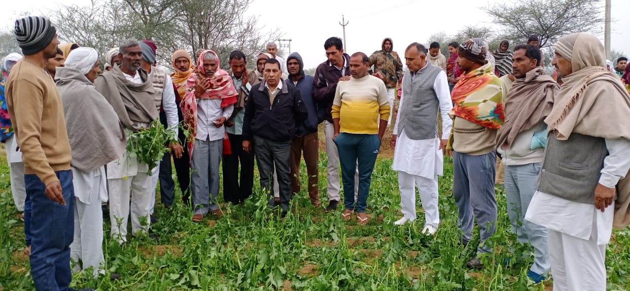 raining, crop, farmer