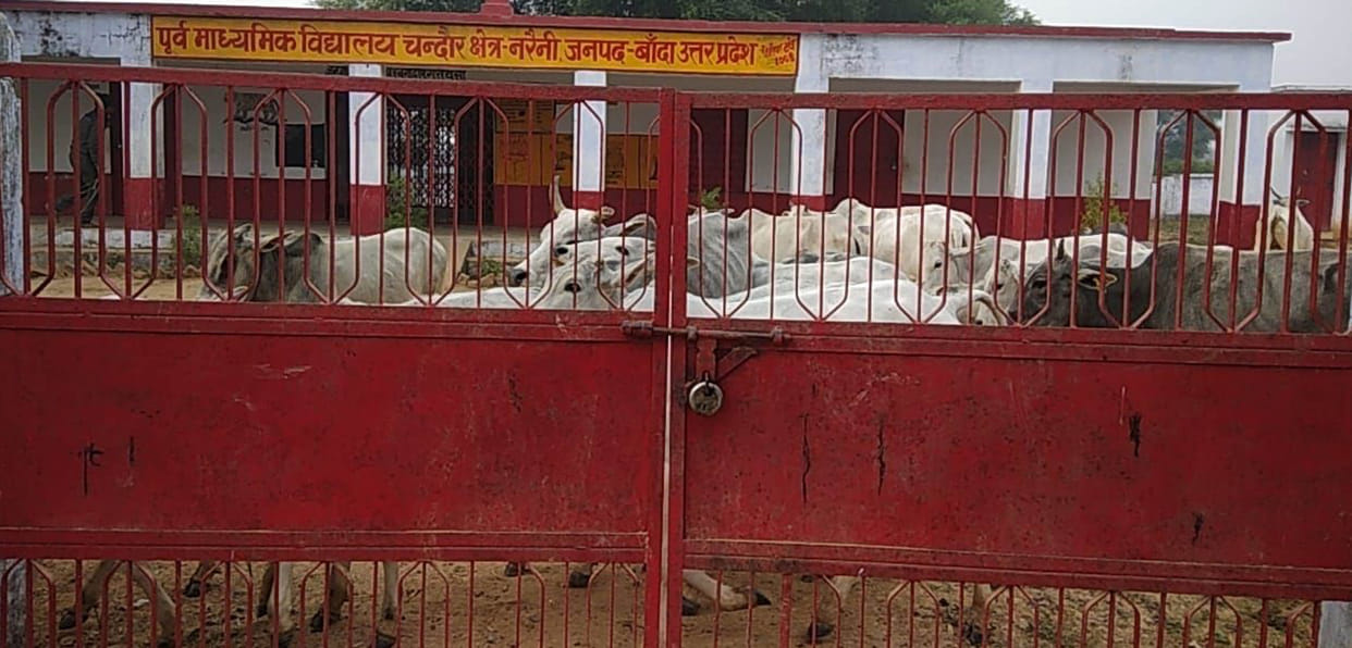 Anna locked cattle in school and locked it
