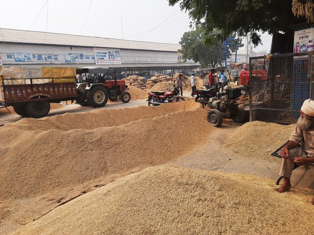 agriculture, In spite of reduced production, more paddy arrivals, fear of coming from Punjab, fatehabad