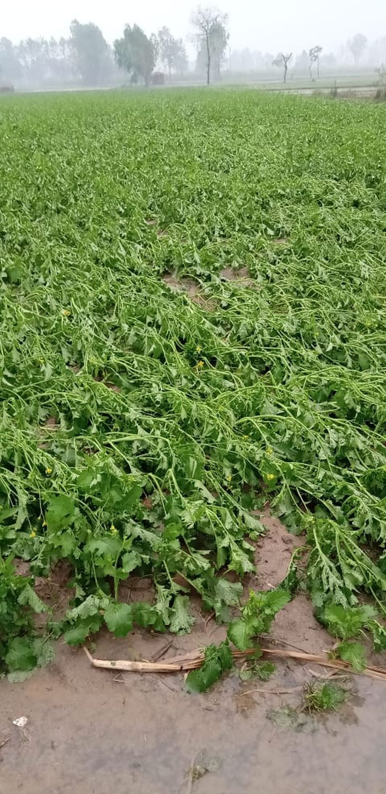 Junk rain: benefit wheat, damage to potato