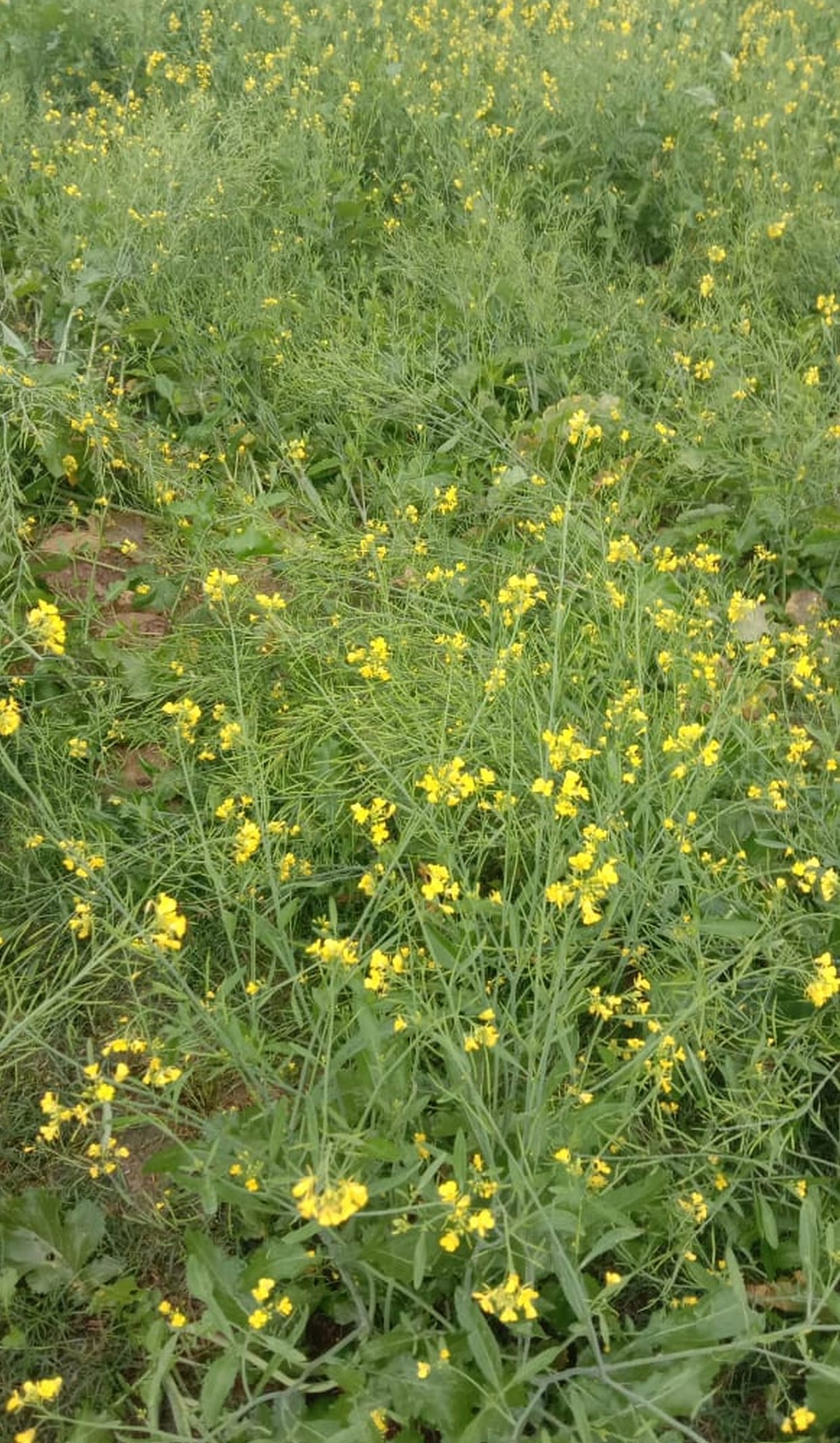 crop damaged due to rain in mainpuri