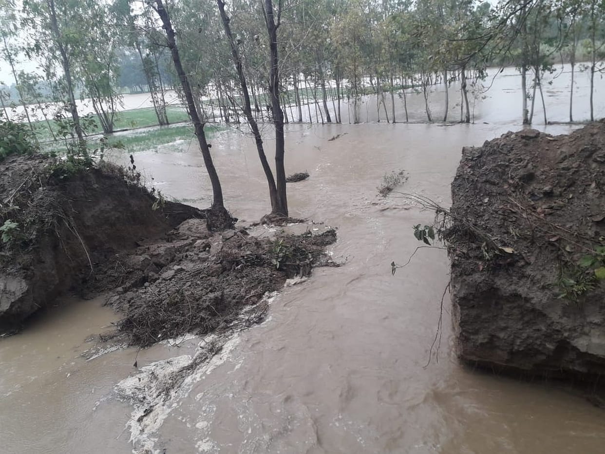 MINER cut 100 bigha wheat crop droped