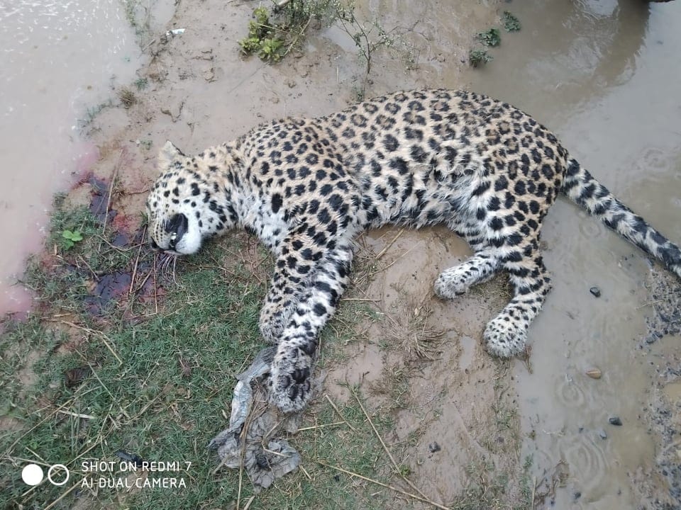 Leopard Killed in Road Accident on haridwar Najiwabad Highway