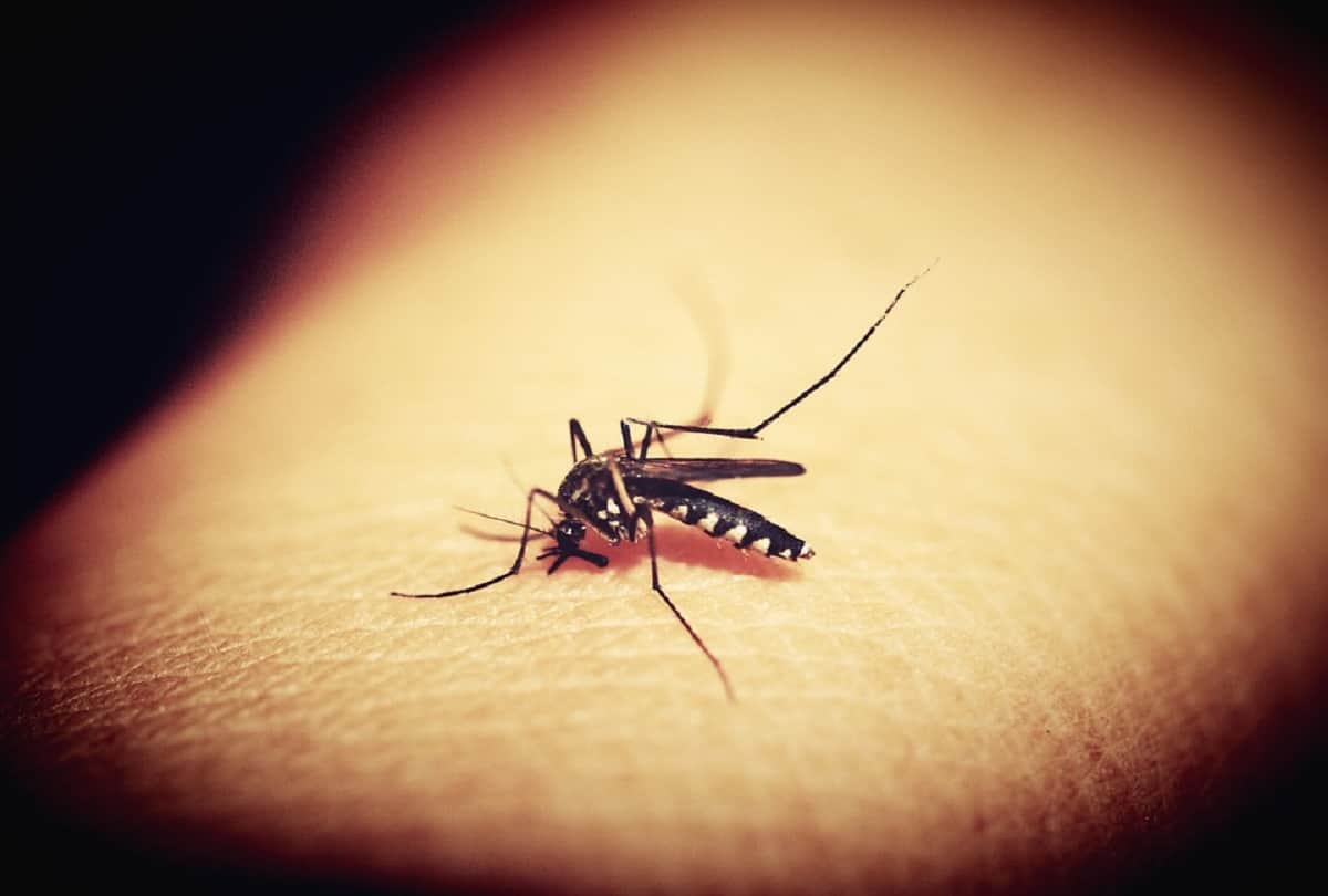 Why mosquito drinks human blood How did they get this habit scientists find the answer