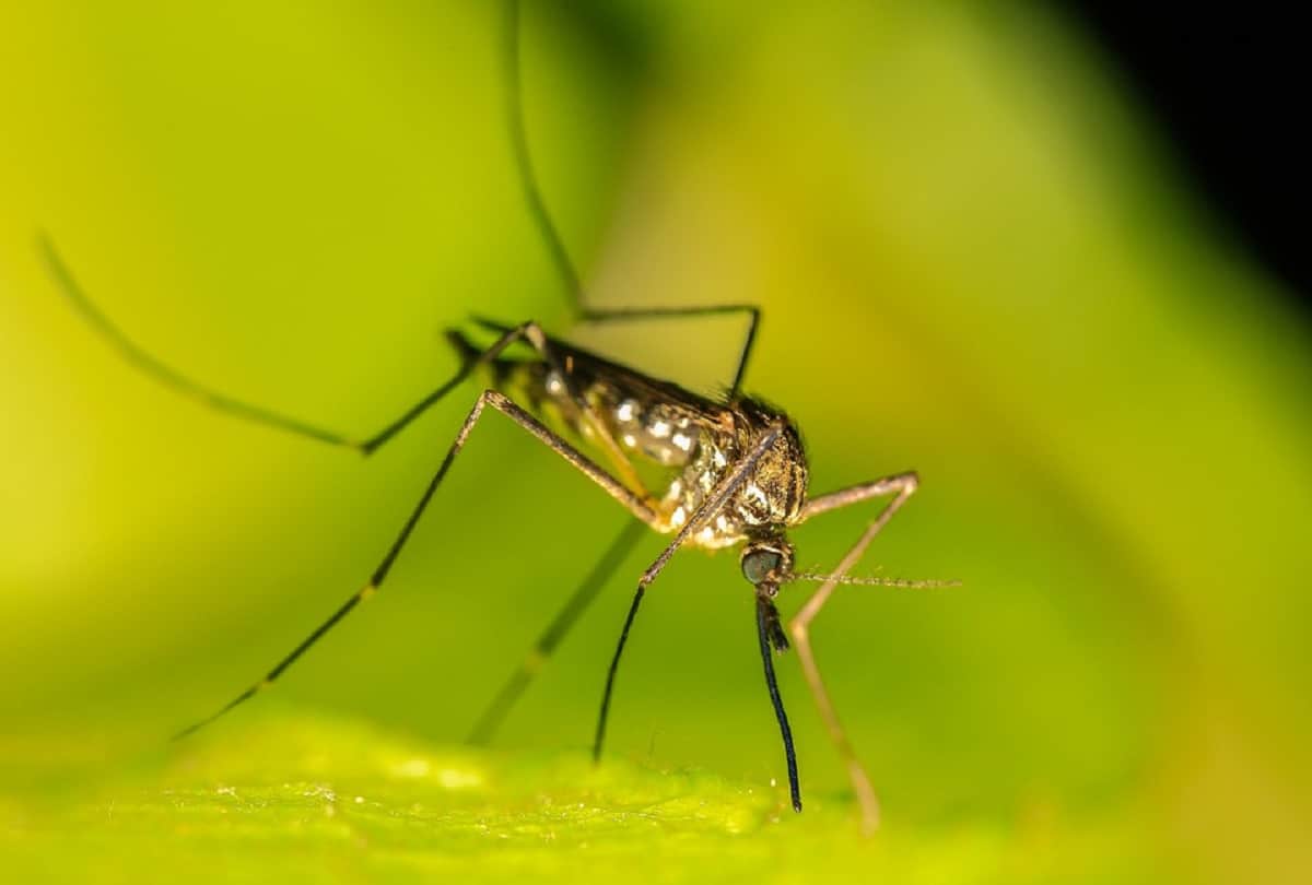 Why mosquito drinks human blood How did they get this habit scientists find the answer