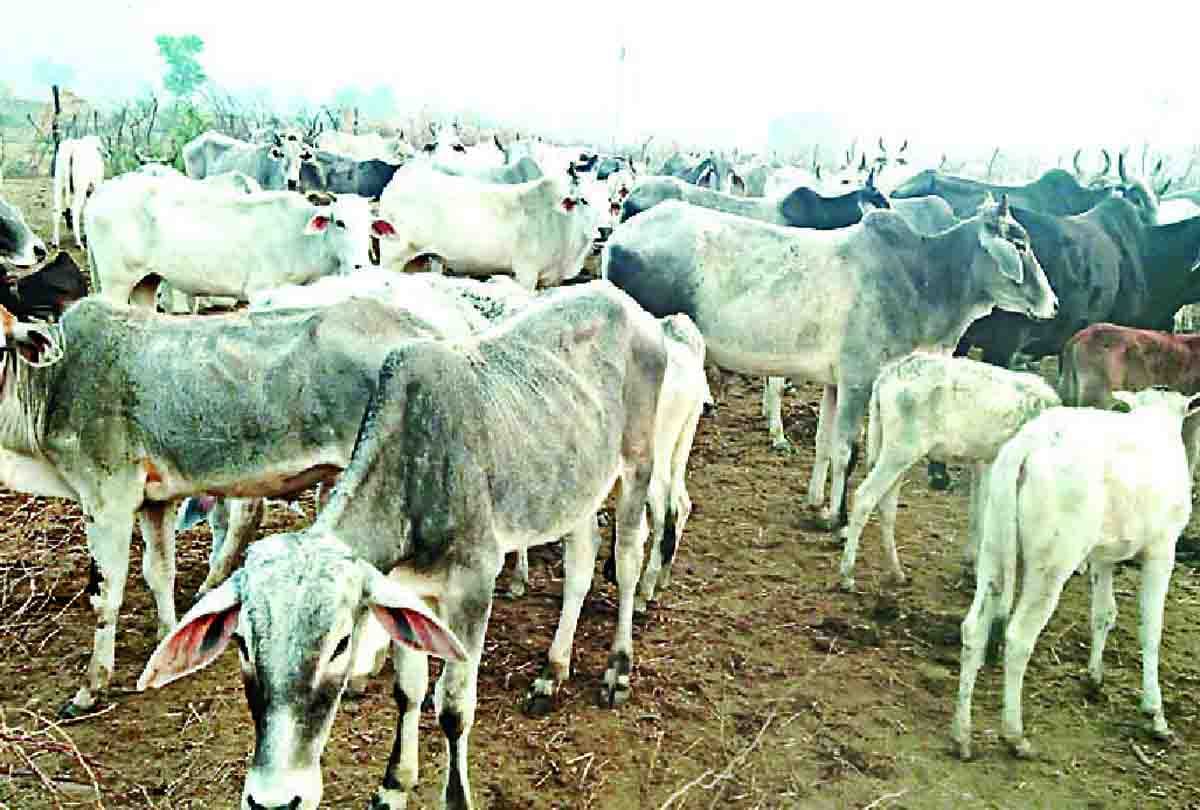21 cows killed due to HT line breakdown, three je suspended