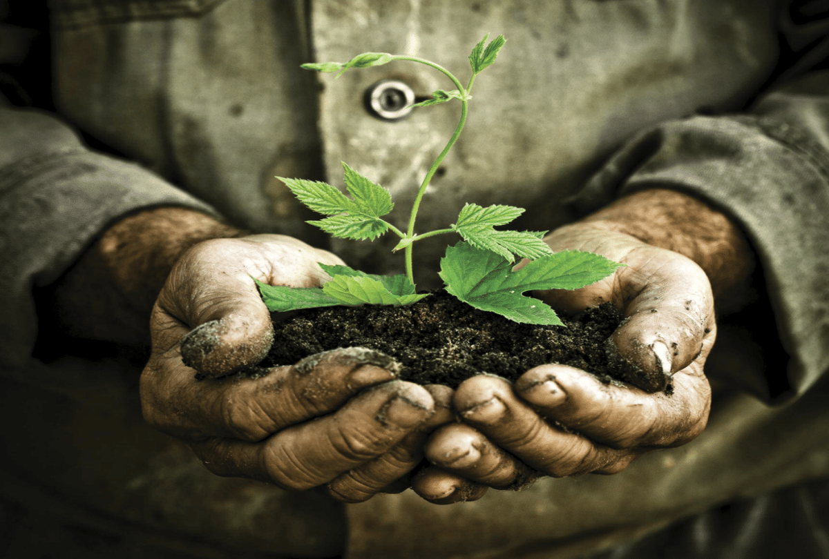 Hariyali Amavsya, an occasion to bond with the nature