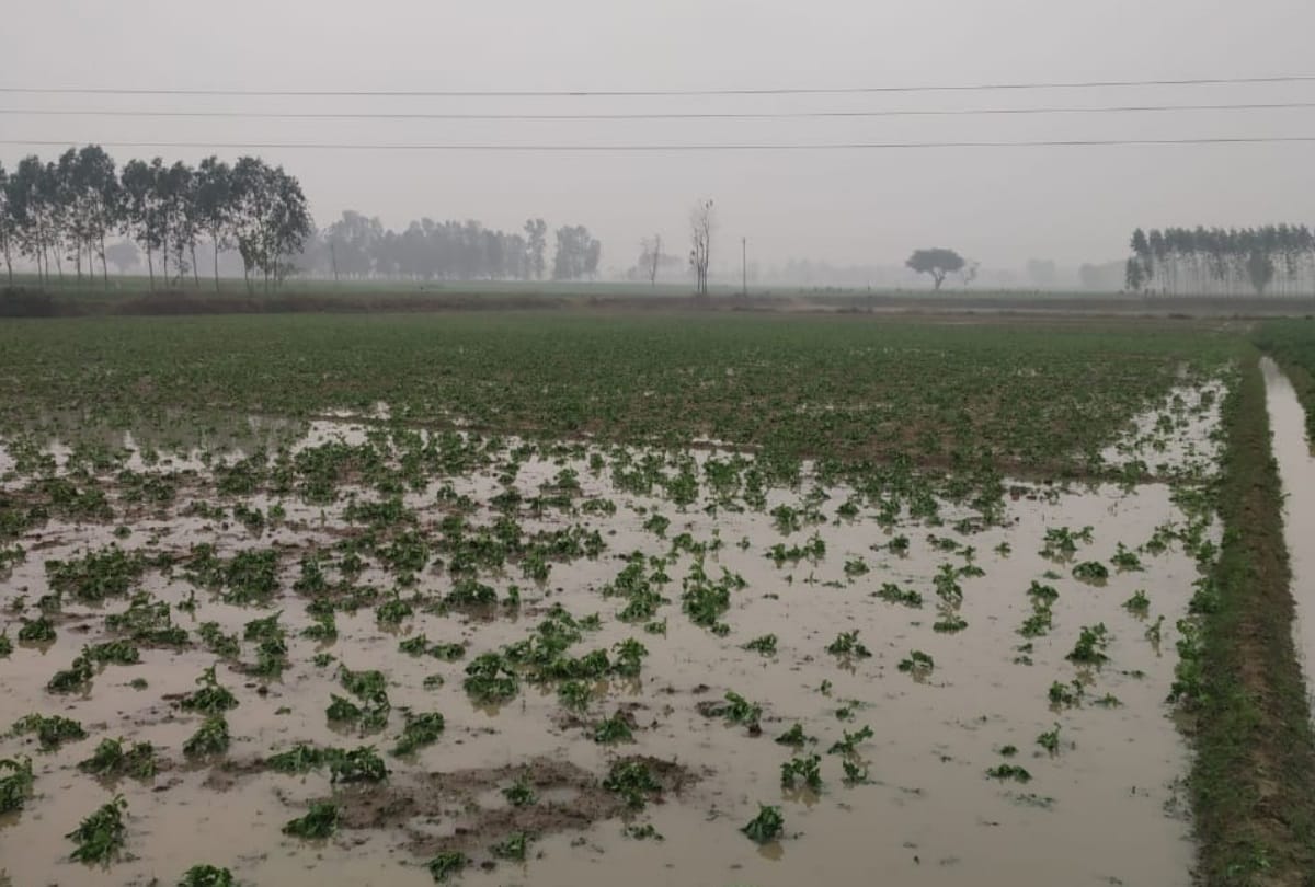 Rain became problem for Jammu Kashmir farmers, requesting help from government
