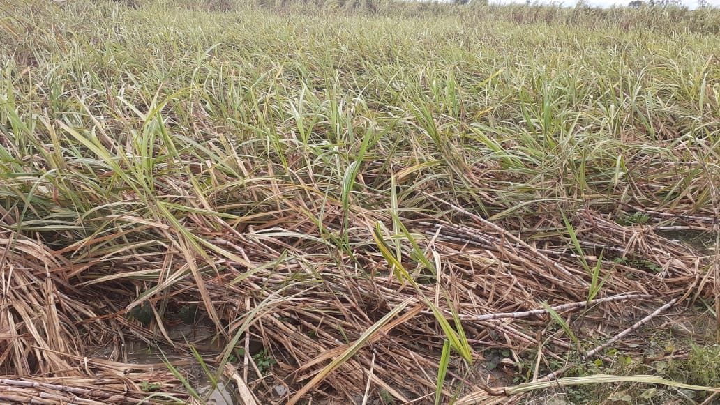 rain detroyed the crops