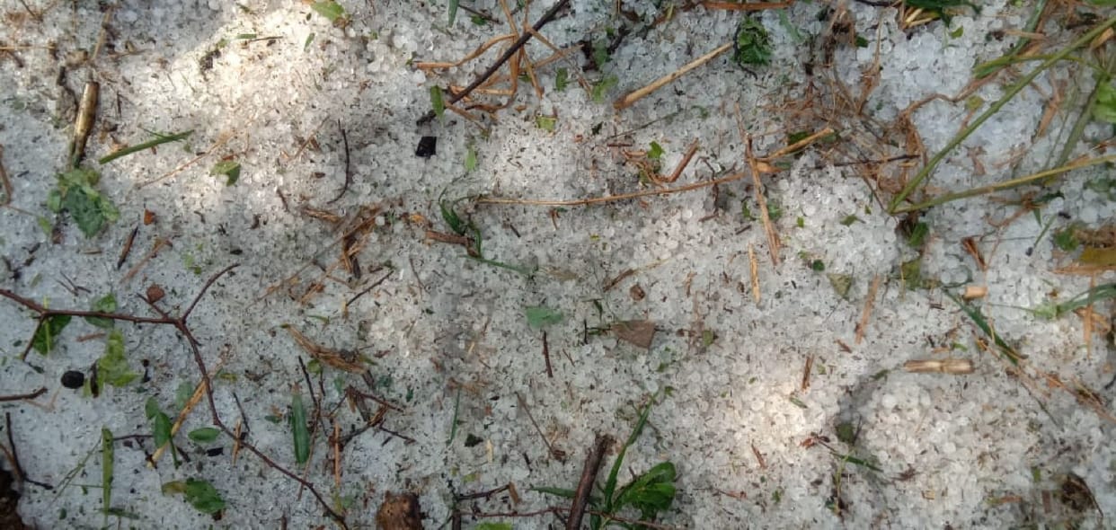 Hail fell with heavy rain, hundreds of bigha crop wasted