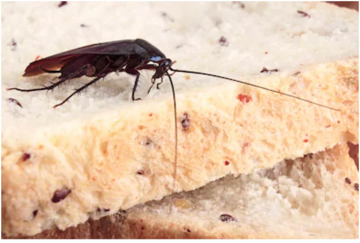 home remedies will kill roaches in home