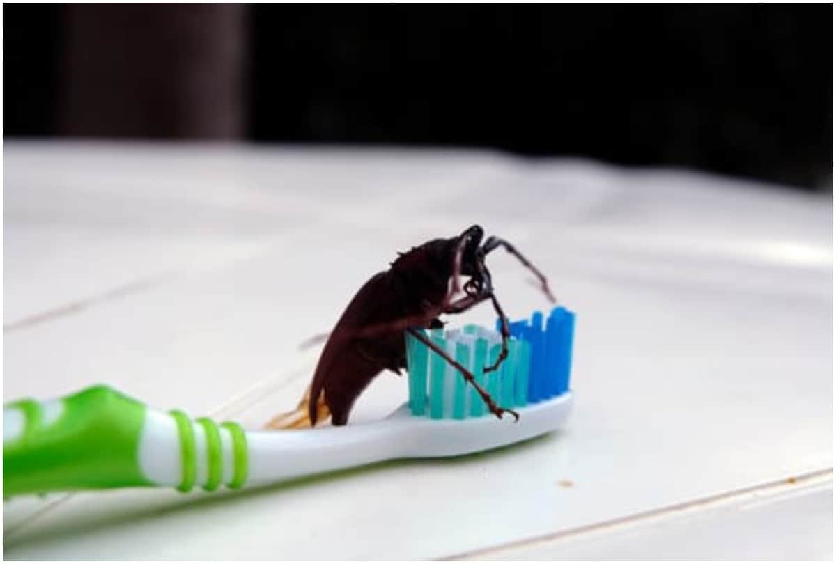 home remedies will kill roaches in home