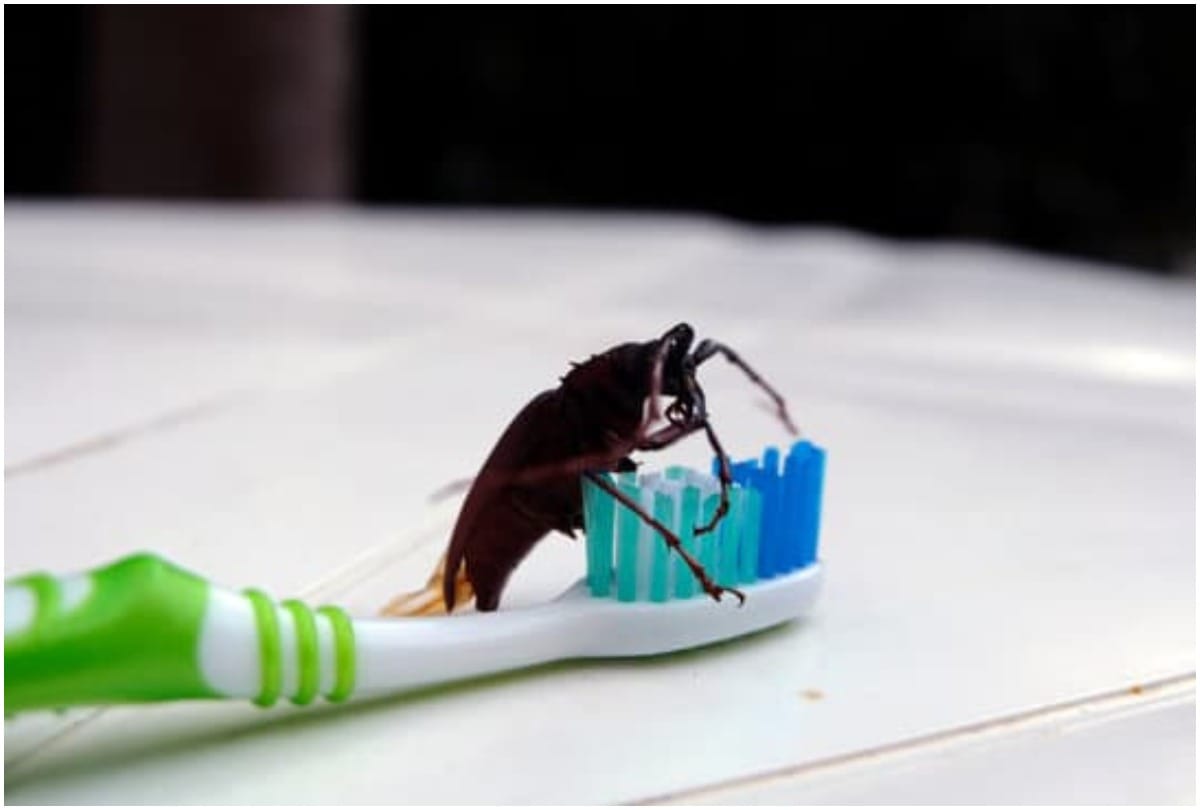 home remedies will kill roaches in home