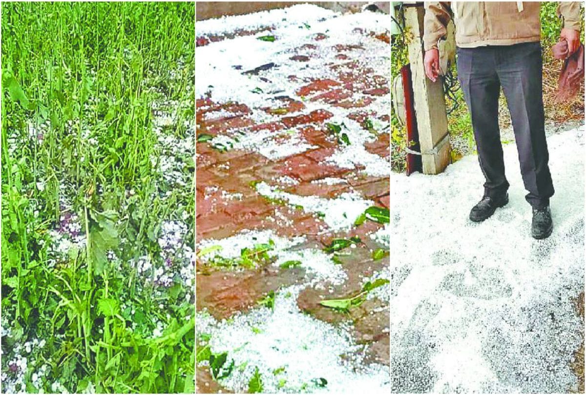 potato and mustard crop damaged due to rain hailstorm in braj agra news