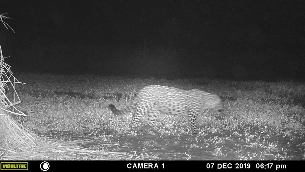 Leopard hovering over the place where the woman was killed