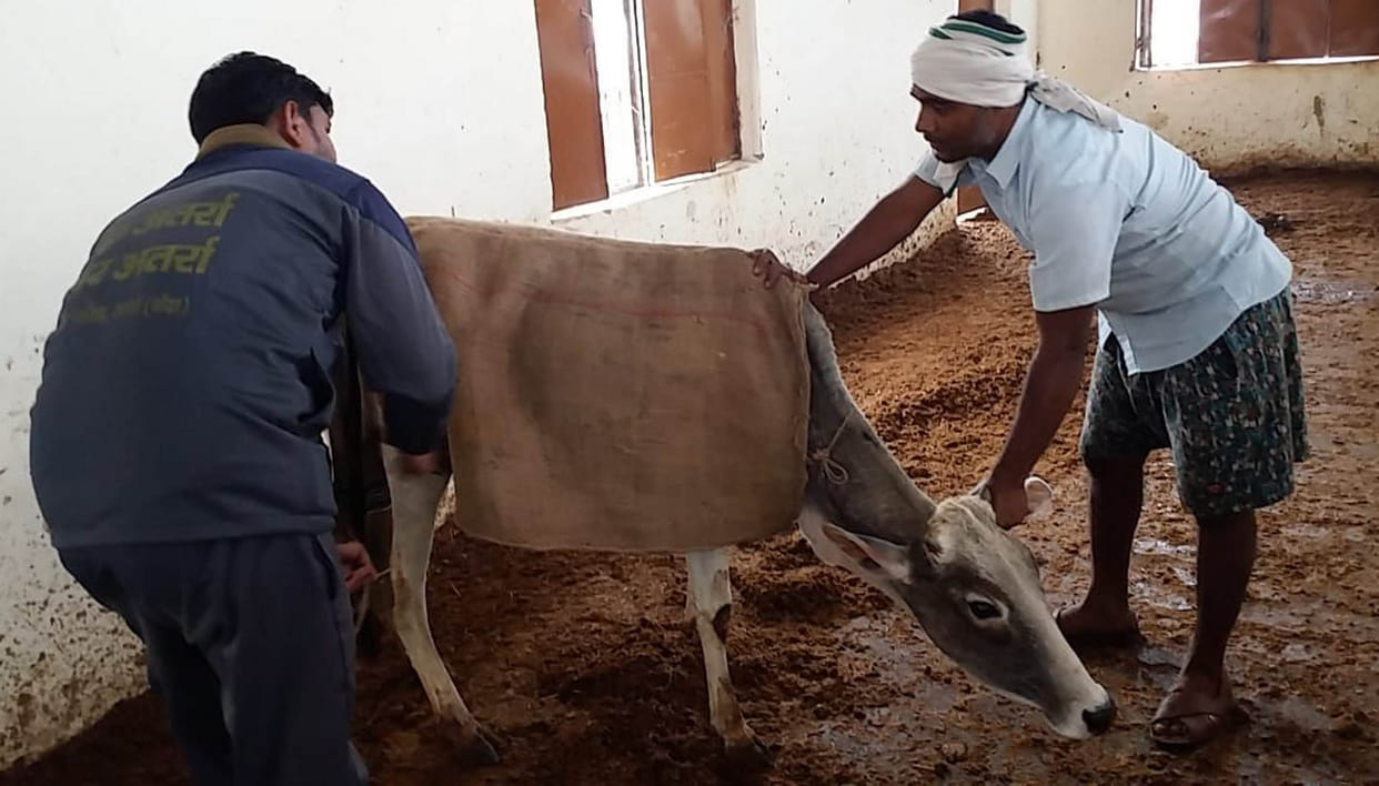 Officers fled to cowsheds after cattle deaths