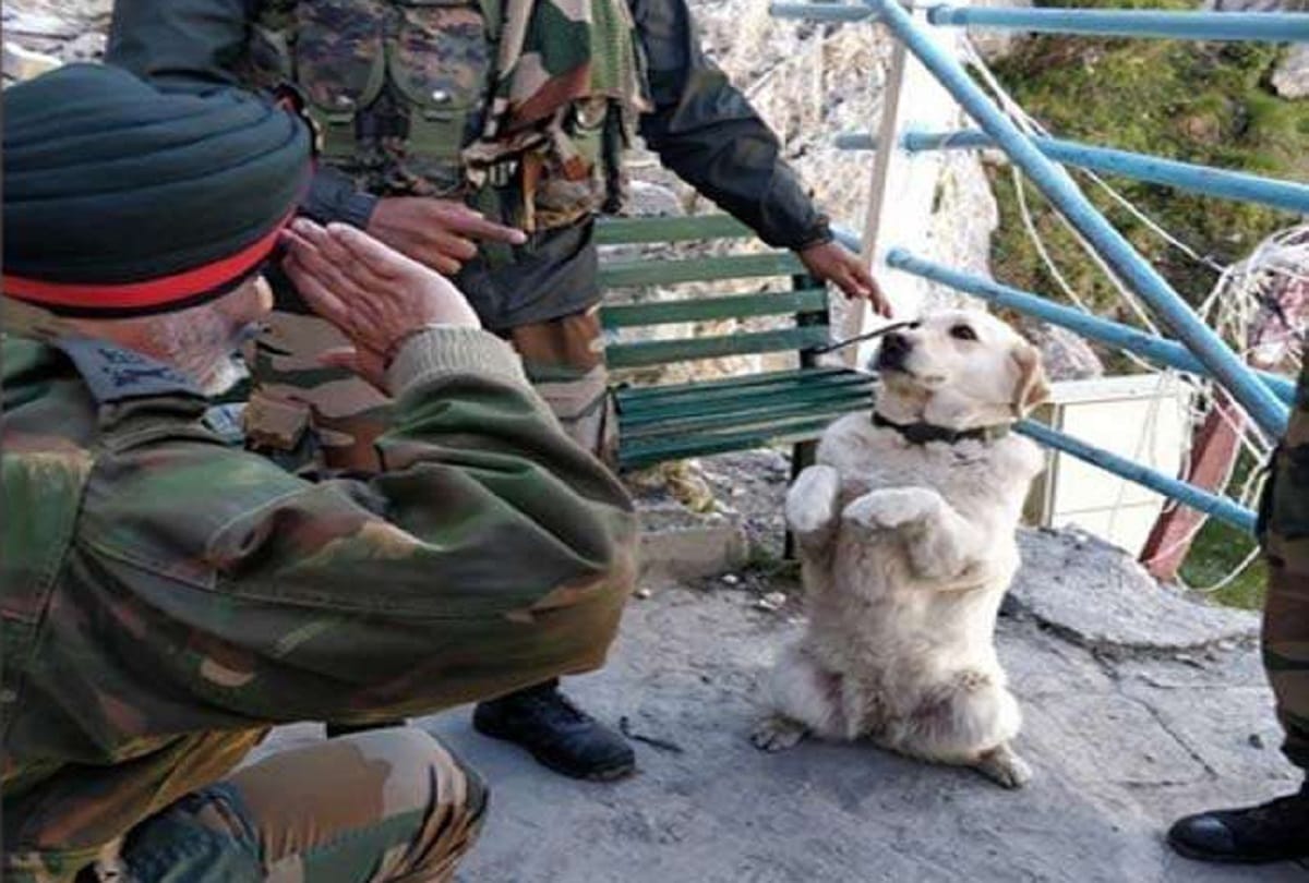 The picture saluting the dog is viral