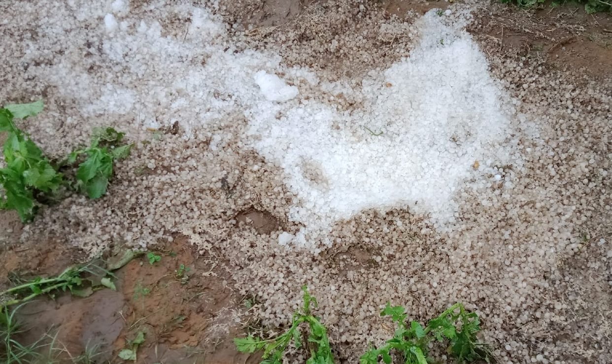 hail damage to corps