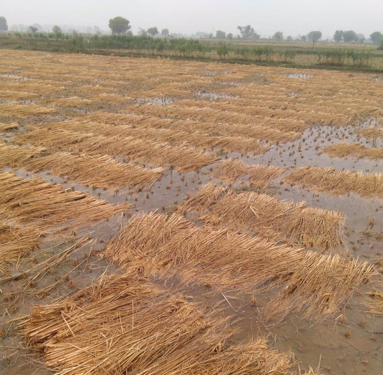 Paddy of fields and barns collapsed due to rain