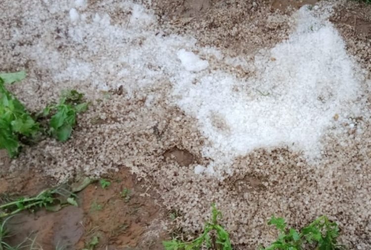 Three thousand hectare crop of tomato affected to hail storm in Haryana