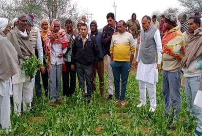 Three thousand hectare crop of tomato affected to hail storm in Haryana