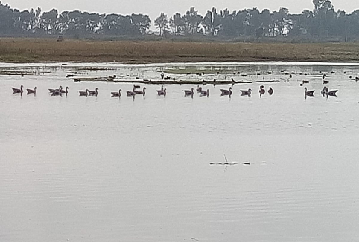 Flamingos arrived in gharana wetland
