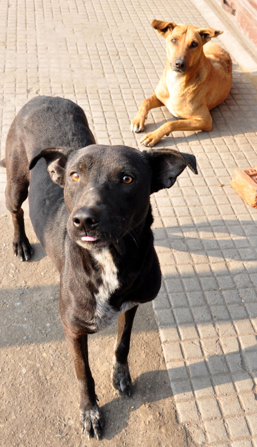Dogs are dangerous, 3000 hunting every month