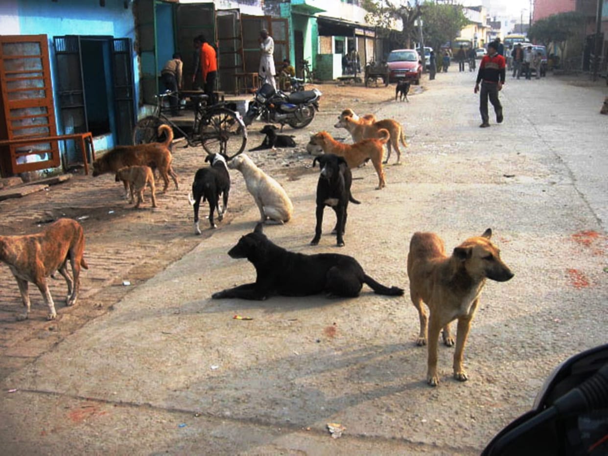 Dogs have killed five people in a year