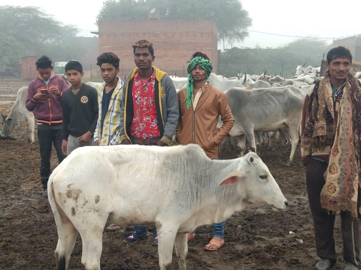 Five calves died due to cold in Gaushala