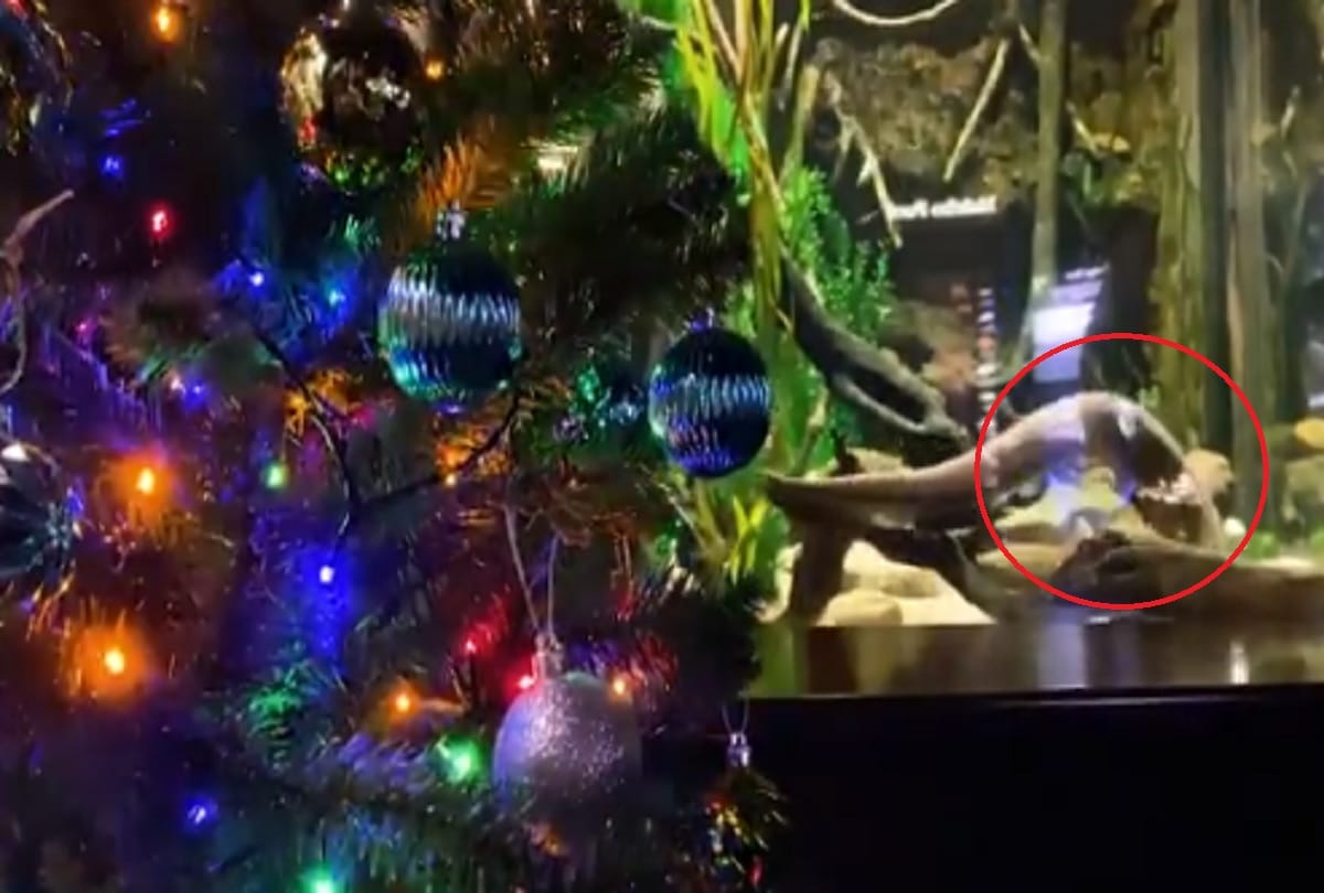 Electric eel lights up Christmas tree in aquarium Video viral