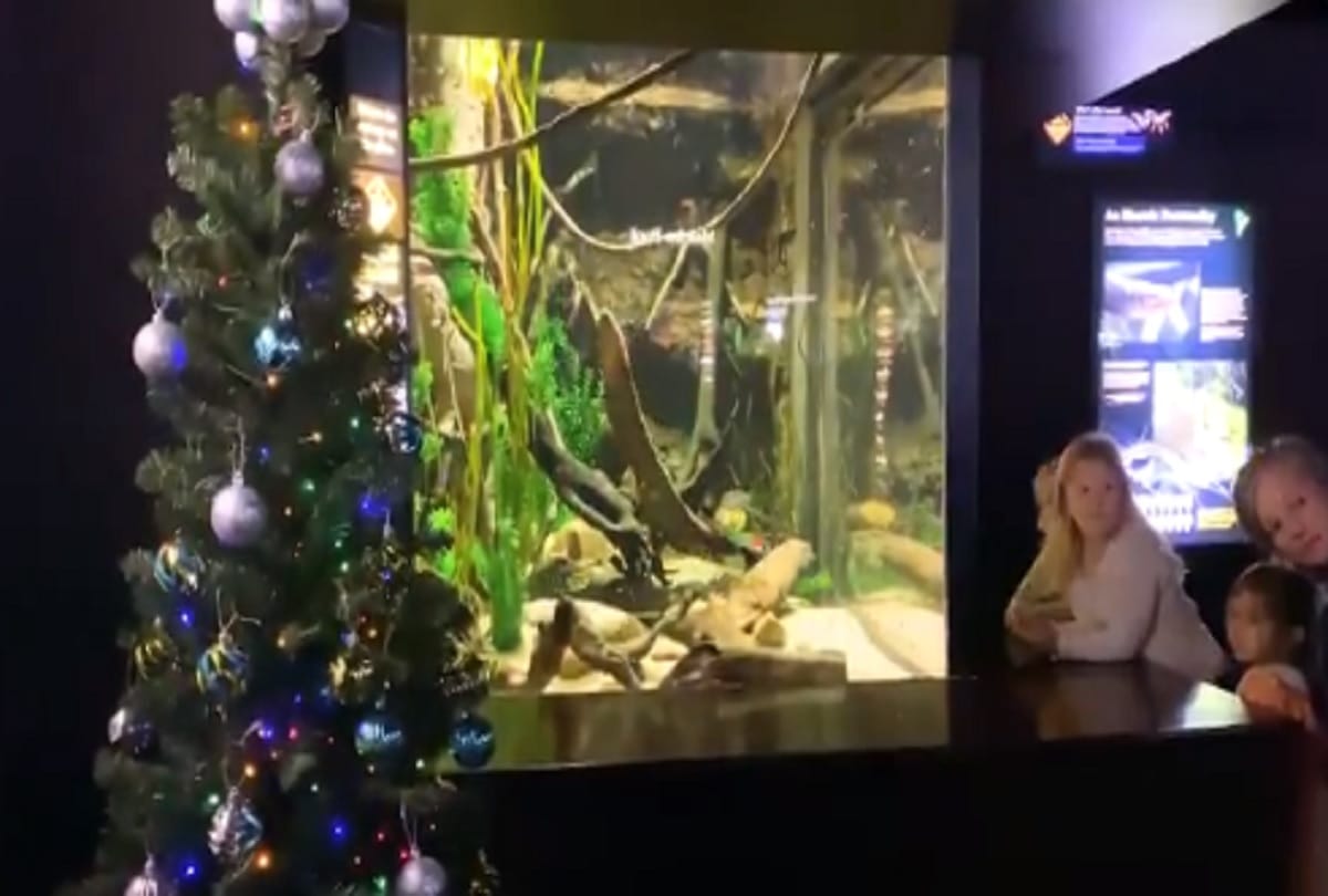 Electric eel lights up Christmas tree in aquarium Video viral