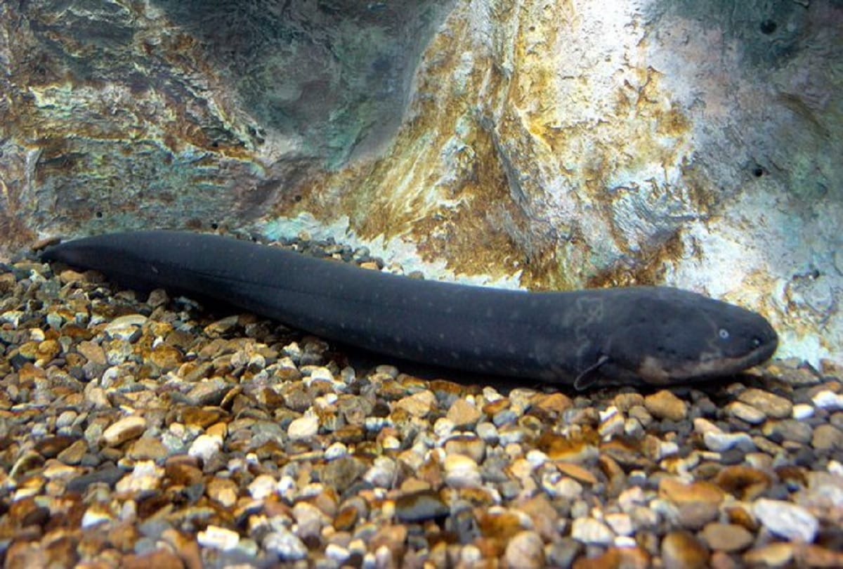 Electric eel lights up Christmas tree in aquarium Video viral