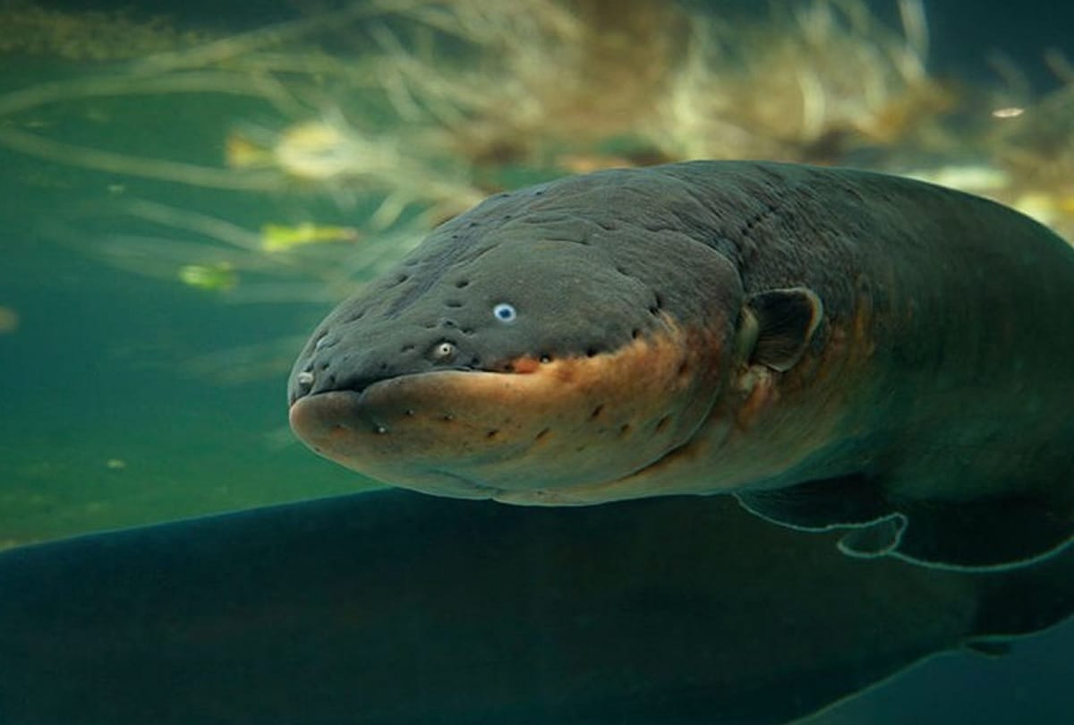 Electric eel lights up Christmas tree in aquarium Video viral
