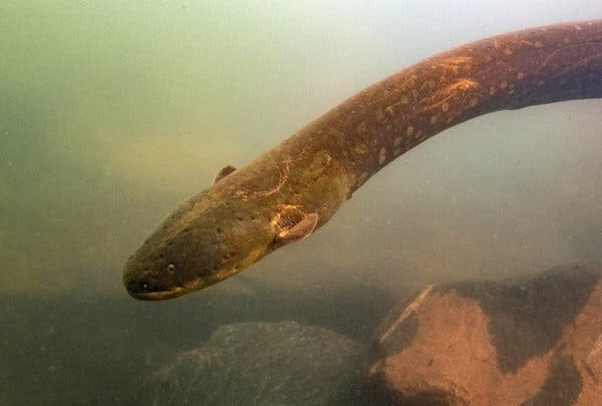 Electric eel lights up Christmas tree in aquarium Video viral