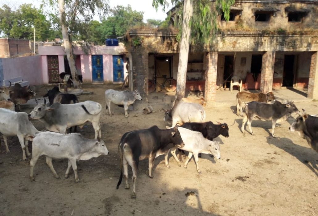 villagers send cows to mini sachiwalaya