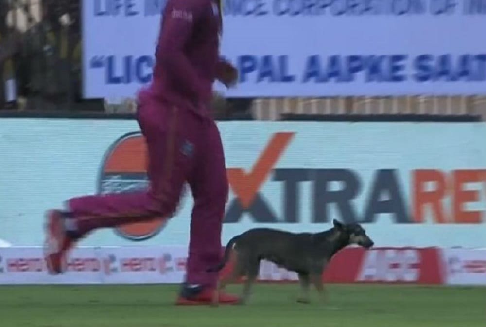 India vs West Indies: 1st ODI Paused After Stray Dog Invades Ground, Watch VIDEO