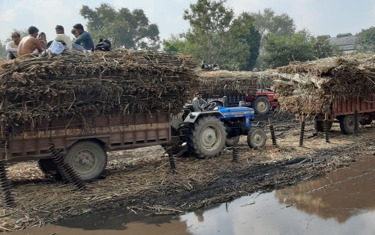 Sugarcane farmers forced to cut cold nights in mill yard