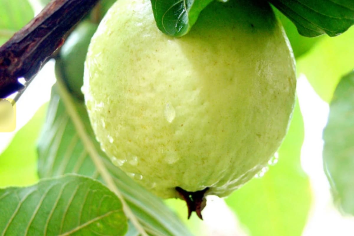 guava from saharanpur is beating apple of Kashmir and himachal in race, know why in Demand