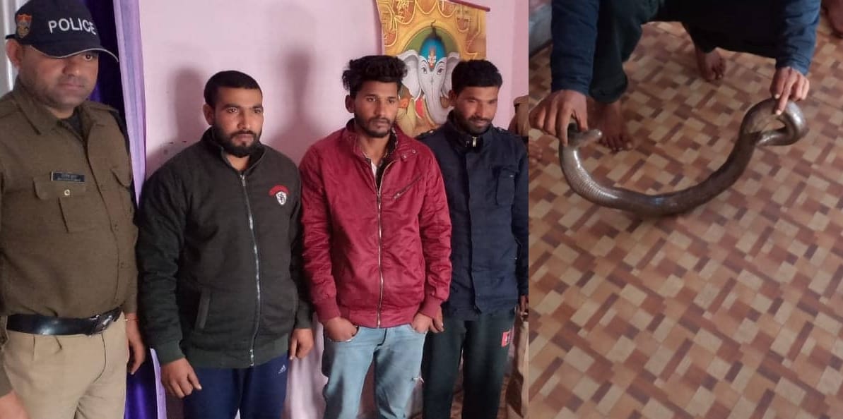 sahaspur police caught two and a half crore cost two mouth snake