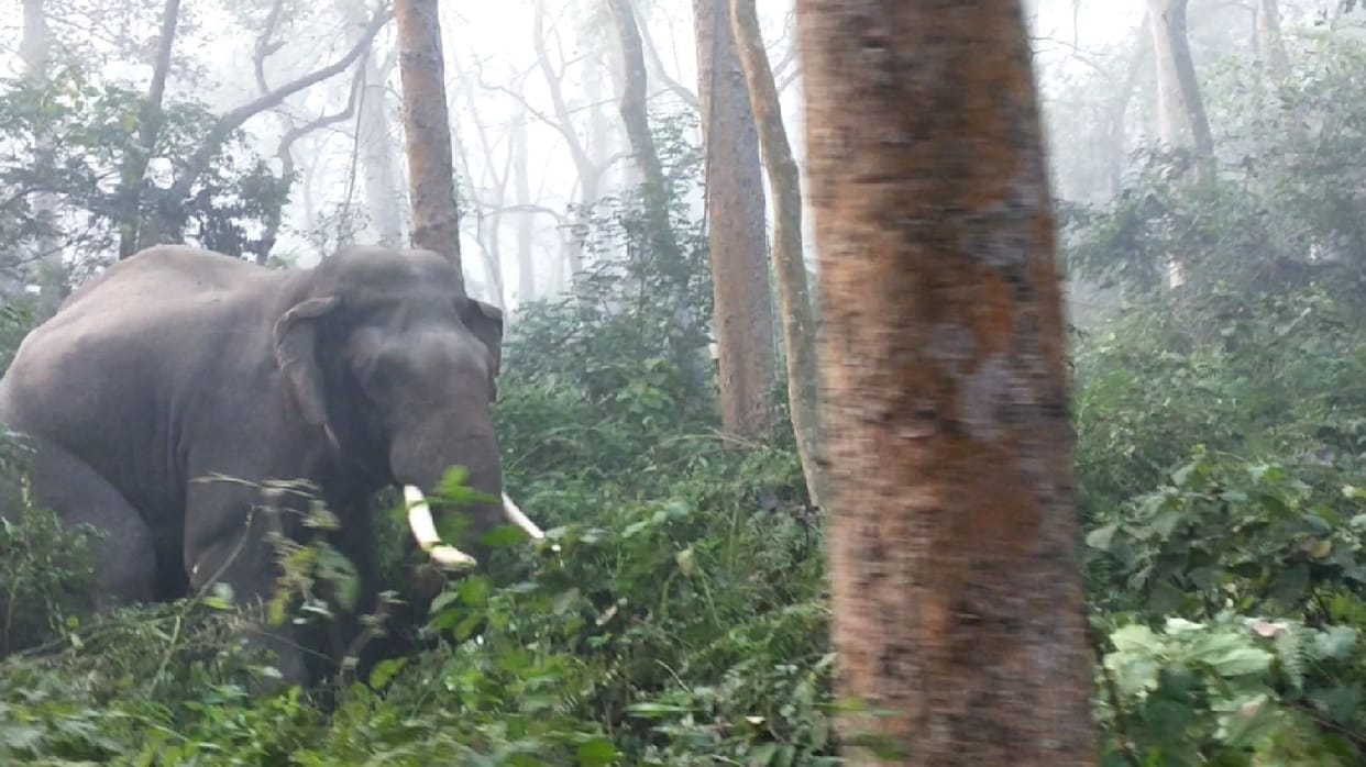 Wild elephants surrounded the tourists in Katarniaghat, escaped and saved their lives